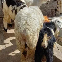 بز چاق بیگ چاق بره میش چاق