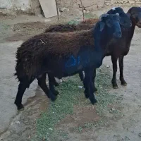 گوسفند زنده