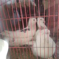 انواع کبوتر و بلدرچین و‌خروس مینیاتوری