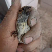 سهره گلبسر قناری|پرنده|خمینی‌شهر, |دیوار