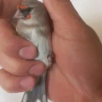 سهره ماده|پرنده|بجنورد, |دیوار