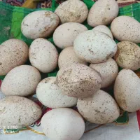 تخم بوقلمون و غاز نطفه دار