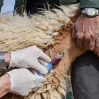 دوره تزریقات واکسیناسیون در حیوانات|خدمات آموزشی|مسجد سلیمان, |دیوار