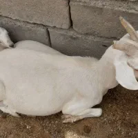 بز سانن با کهره