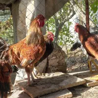 پاپری برهما خروس محلی