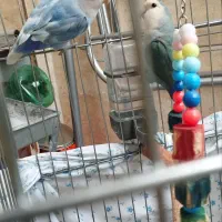 طوطی برزیلی|پرنده|کرمانشاه, |دیوار