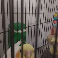 فروشی عروس هلندی|پرنده|قرچک, شهرک طلائیه|دیوار