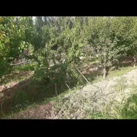 باغچه پیشک یک