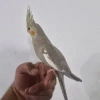 عروس هلندی دستی|پرنده|شیراز, جانبازان|دیوار