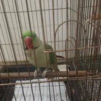 طوطی|پرنده|بروجرد, |دیوار