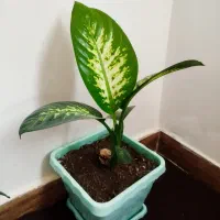 گل دیفن باخیا|گل و گیاه طبیعی|مریوان, |دیوار