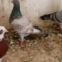 کبوتر|حیوانات|فیروزآباد (فارس), |دیوار