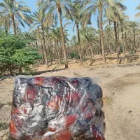 فروش خرمای کبکاب درجه یک دربسته بندی یک کیلویی