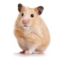 همستر خرید موش
