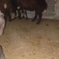 بره