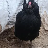 مرغ خروس اصیل گلین