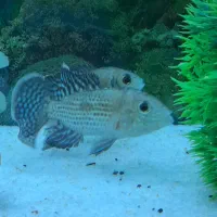 سه جفت گرین تیلور مولدباجوجه