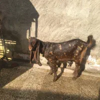 گوسفند فروشی