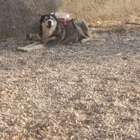 سگ ماده هاسکی