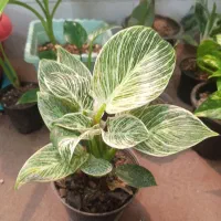 گل آپارتمانی زیر قیمت گلخونه|گل و گیاه طبیعی|یزد, |دیوار