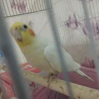 عروس هلندی نر