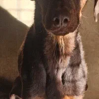 سگ واکذاری غیر رایگان|سگ|اصفهان, اصفهانک|دیوار