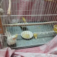 یک جفت عروس هلندی با جوجه