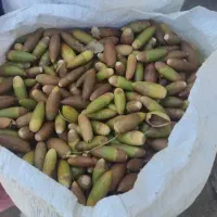 بلوط واسه دام