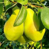 شرکت نهال های تضمینی|خدمات باغبانی و درختکاری|قزوین, |دیوار