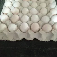 تخم مرغ محلی نطفه دار