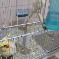 سلام چند جفت عروس هلندی سالم