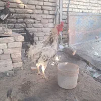مرغ خروس و جوجه گلین برهما|حیوانات مزرعه|سیرجان, |دیوار