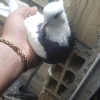 کبوتر طوقی