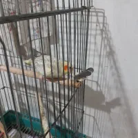 عروس هلندی گلباقالی 6 ماهه ماده