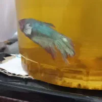 ماهی فایتر قیمت مناسب