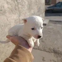 سگ پامر اشپیتز|سگ|الوند, |دیوار