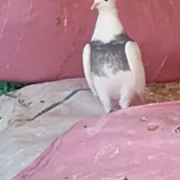 طوقی|پرنده|اسلام‌‌آباد غرب, |دیوار