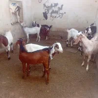 فروش گوسفند|حیوانات مزرعه|کهنوج, |دیوار