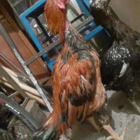 یک جفت مرغ خروس لاری|حیوانات مزرعه|اقبالیه, |دیوار