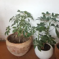 گـل|گل و گیاه طبیعی|مریوان, |دیوار