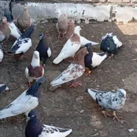 کفتر|پرنده|کرج, گلستان|دیوار