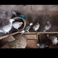 جوجه کبوتر|پرنده|قم, زاویه|دیوار