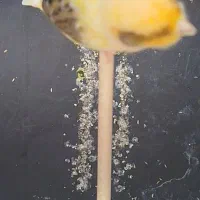 قناری شلاقی بخون معاوضه با سهره نر