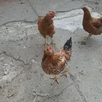 دوخروس وسه مرغ قیمت توافقی