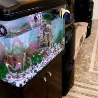 اکواریوم دلسا|ماهی|پاکدشت, پاکدشت (مامازند)|دیوار