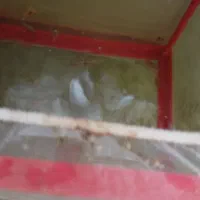 بچه لابستر سایز سه و دو سانت|ماهی|گرگان, |دیوار