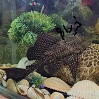 لجن خوار|ماهی|زابل, |دیوار