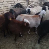 میش و بره افشاری