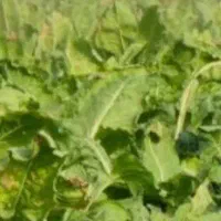 25تن چقندر عالی درجه یک