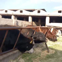 گاو گوساله|حیوانات مزرعه|قم, سالاریه|دیوار